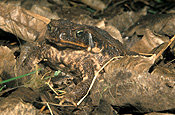 Australia, australian, pest, pests, poisonous, Amphibian, Amphibians, toad, toads, canetoad, canetoads, cane toad, cane toads, cane-toad, cane-toads, bufo, bufo marinus, IS47,
