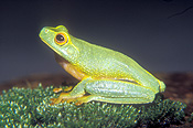 Australia, australian, pest, pests, poisonous, Amphibian, Amphibians, Frog, Frogs, litoria, litoria gracilenta, dainty, tree frog, tree frogs, dainty tree frog, dainty tree frogs, IS47,