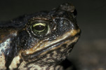 Australia, australian, pest, pests, poisonous, Amphibian, Amphibians, toad, toads, canetoad, canetoads, cane toad, cane toads, cane-toad, cane-toads, bufo, bufo marinus, IS47,