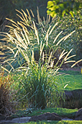 Garden, gardens, pond, ponds, garden pond, garden ponds, grass, grasses, IS47,