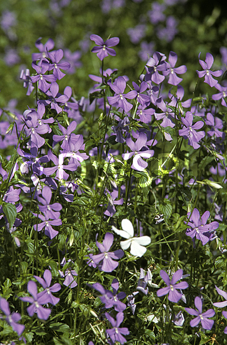 stock photo image: Flower, flowers, viola, violas, cornuta, viola cornuta, violet, violets, horned, horned violet, horned violets, purple, purple flower, purple flowers, perennial, perennials.