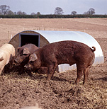 Agriculture, livestock, pig, animal, animals, pigs, meat industry, meat trade, sty, stys, pigsty, pigstys, pig sty, pig stys, pen, pens.