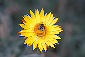 Insect, insects, beetle, beetles, australia, harlequin, harlequin beetle, harlequin beetles, Flora, flower, flowers, helichrysum, helichrysums, bracteatum, helichrysum bracteatum, bracteantha, bracteata, bracteantha bracteata, strawflower, strawflowers, straw flower, straw flowers, paper daisy, paper daisies, asteraceae, everlasting flower, everlasting flowers, everlastings, everlasting daisy, everlasting daisies, australia, IS47,