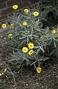 Daisy, daisies, everlasting, everlasting daisy, everlasting daisies, IS47,