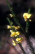 A ROYALTY FREE IMAGE OF: DILLWYNIA SERICEA