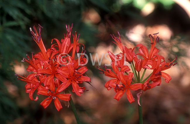 stock photo image: Flower, flowers, red, red flower, red flowers, nerine, nerines, amaryllidaceae.