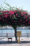 Vietnam, bougainvillea, bougainvilleas, letterbox, letterboxes, letter box, letter boxes, mail, phan tiet, communication, mail, mailbox, mailboxes, mail box, mail boxes, post, postal.