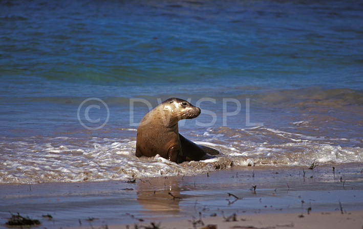 stock photo image: Animal, animals, marine, marinelife, marine life, mammal, mammals, seashore, seashores, shoreline, shorelines, seal, seals, sealion, sealions, sea lion, sea lions, neophoca, cinerea, neophoca cinerea, australia, australian, sa, south australia, kangaroo, kangaroo island, seal bay, beach, beaches, coast, coasts, coastline, coastlines.