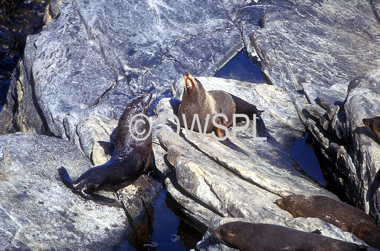 A ROYALTY FREE IMAGE OF: NEW ZEALAND FUR SEALS, ARCTOCEPHALUS FORSTERI