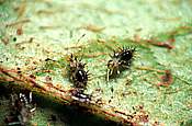 AZALEA LACE BUGS (STEPHANITIS PYRIOIDES)