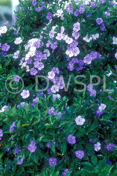 stock photo image: Flower, flowers, brunfelsia, bonodora, australis, brunfelsia australis, latifolia, brunfelsia latifolia, YESTERDAY-TODAY-TOMORROW, kiss me quick, purple, purple flower, purple flowers, evergreen, evergreens.