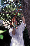 People, people gardening, woman, women, female, females, outdoors, leisure, tree, trees, prune, prunes, pruning, pruning tree, pruning trees, tool, tools, garden tools, gardening tools, saw, saws, gloves, pair of gloves, garden gloves, gardening gloves.