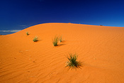 Australia, Australian, Australian desert, Australian deserts, Desert, deserts, desert scenes, Great Victoria Desert, WA, Western Australia, Australia, outback, australian outback, outback australia, WA wildflowers, Western Australian wildflowers, Great victoria.