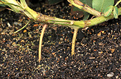 Food, nut, nuts, peanut, peanuts, virginia, virginia peanut, virginia peanuts, arachis, fabaceae, Arachis hypogaea, hypogaea, soil.