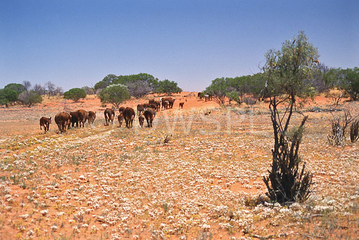 stock photo image: Australia, Australian, Australian desert, Australian deserts, Farming, Farmland, farm, farms, agriculture, livestock, meat industry, meat trade, cow, cows, beef cow, beef cows, beef cattle, meat industry, meat trade, hereford cow, animal, animals, hereford cows, hereford cattle, Qld, Queensland, Australia, desert, deserts, desert scenes, australian desert, australian deserts, drove, droves, cattle drove, cattle droves, cattle droving, outback, australian outback, outback australia.