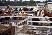 Animal, animals, horse, horses, queensland, qld, australia, horse market, horse markets.