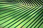 Australia, New South Wales, Palm, Palms, rainforest, rainforests, forest, forests, leaf, leaves.