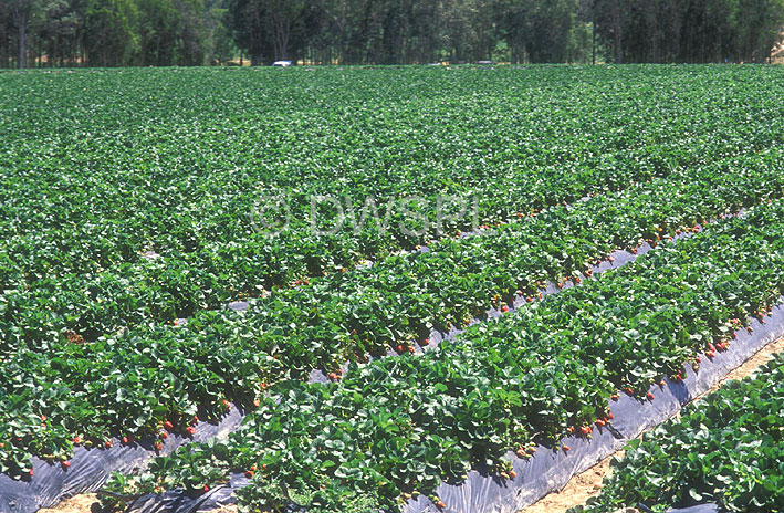 stock photo image: Fruit, strawberry, strawberries, fragaria, market garden, market gardens, Fragaria, Agriculture, Berry Fruits, farm, farms, farming, rural, rural scene, rural scenes, caboolture, qld, queensland, australia.