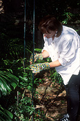Gardener, gardeners, gardening, garden, gardens, people, woman, women, female, females, outdoors, glove, gloves, garden gloves, gardening gloves.