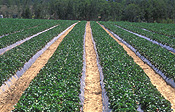 Fruit, strawberry, strawberries, fragaria, market garden, market gardens, Fragaria, Agriculture, Berry Fruits, farm, farms, farming, rural, rural scene, rural scenes, caboolture, qld, queensland, australia.
