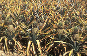 PINEAPPLES GROWING (ANANAS COMOSUS) CABOOLTURE, QUEENSLAND, AUSTRALIA