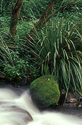 Australia, queensland, qld, numinbah, numinbah state forest, rainforest, rainforests, forest, forests, rock, rocks, nerang, nerang river, river, rivers, moss, creek, creeks, water.