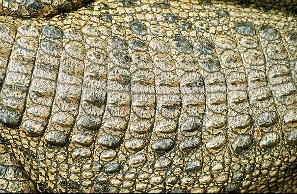 pin crocodile skins on pin crocodile skins on pin crocodile skins on pin crocodile skins on