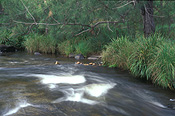 Australia, New South Wales, Mann river, Mann river reserve, Mann river nature reserve, nature reserve, nature reserves, river, rivers, water, water scene, water scenes, running water, water, rock, rocks.