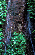 Australia, qld, queensland, lamington, great dividing range, lamington np, lamington national park, national park, national parks, rainforest, rainforests, forest, forests, coomera, coomera falls, waterfall, waterfalls, running water.