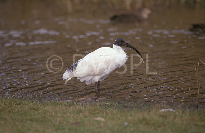 stock photo image: Animal, Animals, Australia, Australian, Australian bird, Australian birds, bird, birds, ibis, ibises, sacred, ibis, ibises, sacred ibis, sacred ibis, threskiornithidae, threskiorais aethopica, water, Dubbo, Dubbo Plains Zoo, Zoo, Zoos, river, rivers.