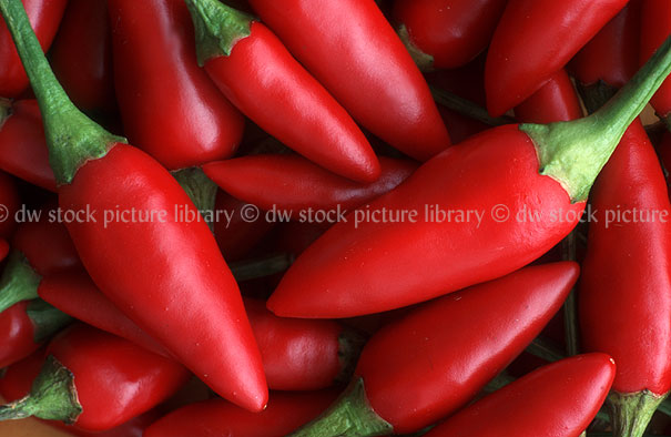 stock photo image: Vegetable, vegetables, Solanaceae, chilli, chillies, birdseye chilli, birdseye chillies, lombok chilli, lombok chillies, thai chilli, thai chillies, chili, chilies, chili, chilies, capsicum, capsicums.