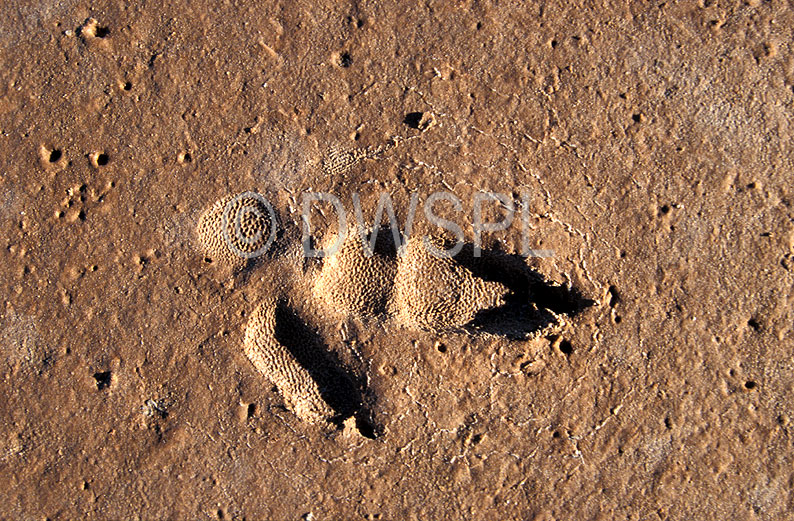 stock photo image: Australian animal, Australian animals, track, tracks, animal tracks, bird tracks, Australian bird, Australian birds, flightless, flightless bird, flightless birds, Animal, Animals, Bird, birds, Emu, Emus, Dromaiidae, Dromaius novaehollandiae, Goldfields, WA, Western Australia.