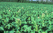 Farming, Farmland, farm, farms, Tobacco, Tobacco crop, tobacco crops, tobacco field, tobacco fields, agriculture, rural, rural scene, rural scenes, crop, crops, Beerwah, qld, queensland, australia.