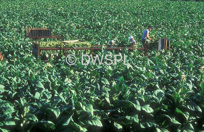 stock photo image: Farming, Farmland, farm, farms, Tobacco, Tobacco crop, tobacco crops, tobacco field, tobacco fields, agriculture, rural, rural scene, rural scenes, crop, crops, Beerwah, qld, queensland, australia.