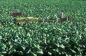 Farming, Farmland, farm, farms, Tobacco, Tobacco crop, tobacco crops, tobacco field, tobacco fields, agriculture, rural, rural scene, rural scenes, crop, crops, Beerwah, qld, queensland, australia.