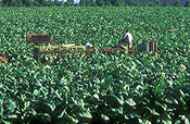 Farming, Farmland, farm, farms, Tobacco, Tobacco crop, tobacco crops, tobacco field, tobacco fields, agriculture, rural, rural scene, rural scenes, crop, crops, Beerwah, qld, queensland, australia.