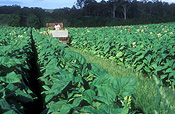 Farming, Farmland, farm, farms, Tobacco, Tobacco crop, tobacco crops, tobacco field, tobacco fields, agriculture, rural, rural scene, rural scenes, crop, crops, Beerwah, qld, queensland, australia.