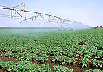 Farming, Farmland, farm, farms, agriculture, crop, crops, potato crop, potato crops, potato, potatoes, irrigate, irrigating, irrigation, watering, irrigating crops, irrigation system, irrigation systems, linear sprinkler, linear sprinklers, rural, rural scene, rural scenes, machine, machines, machinery, agricultural machinery, farming machinery, farming equipment, agricultural equipment.