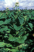 Farming, Farmland, farm, farms, Tobacco, Tobacco crop, tobacco crops, tobacco field, tobacco fields, agriculture, rural, rural scene, rural scenes, crop, crops, Beerwah, qld, queensland, australia.