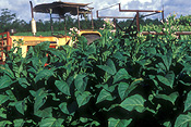 Farming, Farmland, farm, farms, Tobacco, Tobacco crop, tobacco crops, tobacco field, tobacco fields, agriculture, rural, rural scene, rural scenes, crop, crops, Beerwah, qld, queensland, australia.