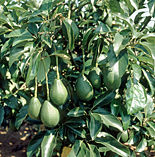 NEARLY MATURE AVOCADO FRUIT ON TREE