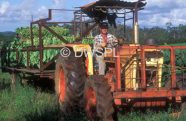 tobacco farm australia Is It Illegal To Grow Tobacco In Australia?