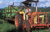 Farming, Farmland, farm, farms, Tobacco, Tobacco crop, tobacco crops, tobacco field, tobacco fields, agriculture, rural, rural scene, rural scenes, crop, crops, Beerwah, qld, queensland, australia, harvest, harvests, harvesting, machinery, farm machinery, farmer, farmers, man, men, male, males, occupation, occupations.