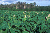 Farming, Farmland, farm, farms, Tobacco, Tobacco crop, tobacco crops, tobacco field, tobacco fields, agriculture, rural, rural scene, rural scenes, crop, crops, Beerwah, qld, queensland, australia.