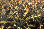 PINEAPPLES GROWING (ANANAS COMOSUS) CABOOLTURE, QUEENSLAND, AUSTRALIA