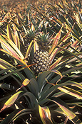 Australia, Qld, Queensland, caboolture, food, fruit, tropical fruit, pineapple, pineapples, agriculture, rural, rural scene, rural scenes, farm, farms, DFF, DFFAGRIC, farming, farm land, farming land, pineapple farm, pineapple farms, ananas, comosus, ananas comosus.