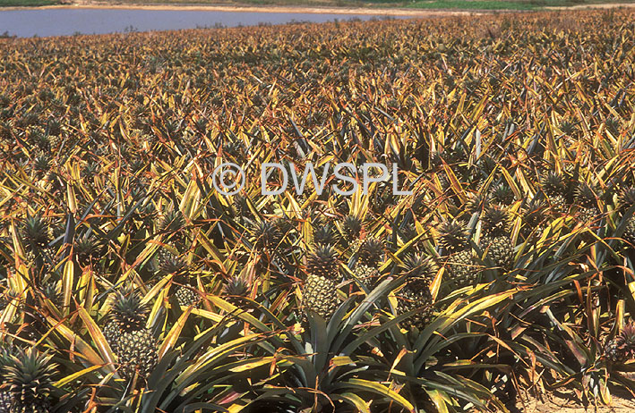 stock photo image: Australia, Qld, Queensland, caboolture, food, fruit, tropical fruit, pineapple, pineapples, agriculture, rural, rural scene, rural scenes, farm, farms, farming, farm land, farming land, pineapple farm, pineapple farms, ananas, comosus, ananas comosus.