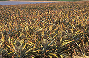 PINEAPPLES GROWING (ANANAS COMOSUS) CABOOLTURE, QUEENSLAND, AUSTRALIA