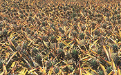 PINEAPPLES GROWING (ANANAS COMOSUS) CABOOLTURE, QUEENSLAND, AUSTRALIA