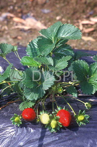 stock photo image: Fruit, strawberry, strawberries, market garden, market gardens, Fragaria, Agriculture, Berry Fruits.